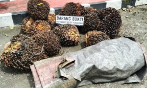 barang bukti sawit